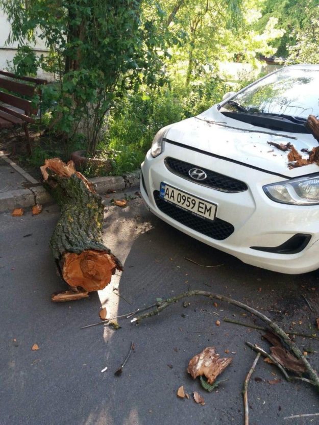 У Киевы аварійне дерево впало на машину таксі (Фото) 