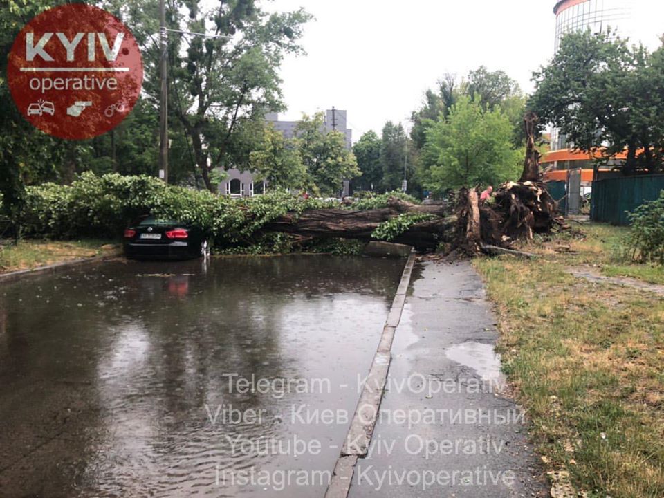 У Києві потужна злива вирвала та повалила дерево (Фото)